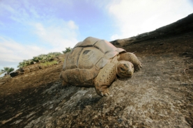 aldabra-giant-tortoise