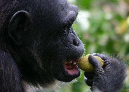 1. Chimp eating fig Image 1a (left). Chimpanzee eating an ordinary food, a fig. Photo courtesy of Alain Houle.