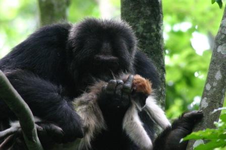 2. Chimp eating red colobus 1b (right). Chimpanzee eating a rare delicacy, a colobus monkey. Photo courtesy of Alain Houle.