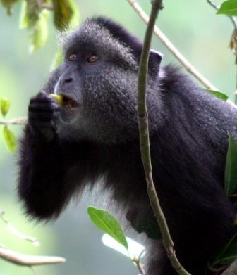 3. Blue monkey eating Ficus natalensis.jp Image 2. A Black and White Colobus Monkey eating leaves. Photo by Alain Houle.