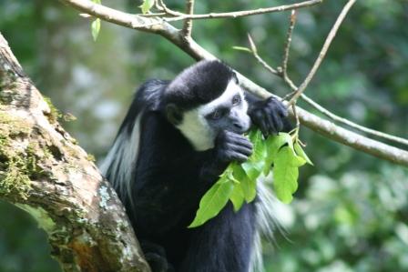 4. BW colobus eating leaves Image 3. A blue monkey eating a fig. Photo courtesy of Alain Houle.